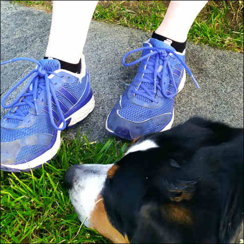 Test Low Cut Run Ultralight Socks beim Spazieren mit dem Hund