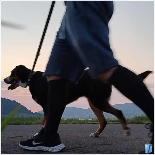 Spatziergang mit dem Hund in den Sigvaris Active Masculine